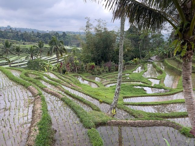 Jungle lodges (Jatiluwih)