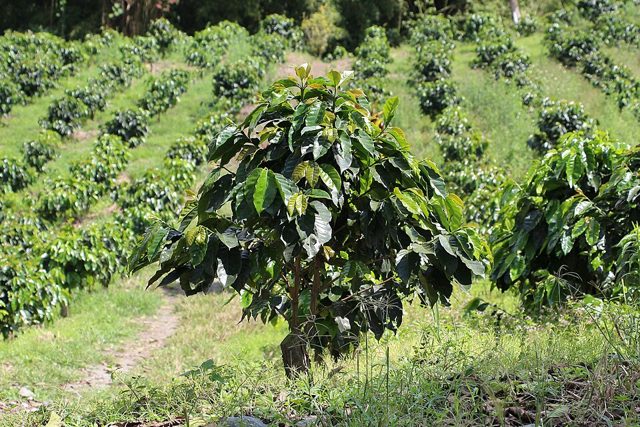 Hotéis Hacienda de Café